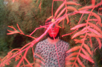 Lindsay Apatow, The Midnite Society