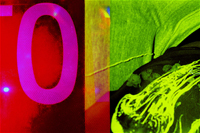 Lindsay Apatow, The Midnite Society